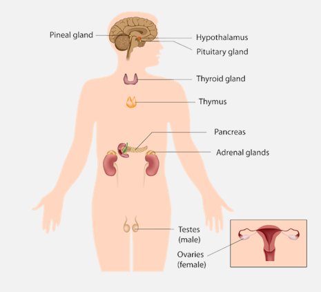 List of Human Glands