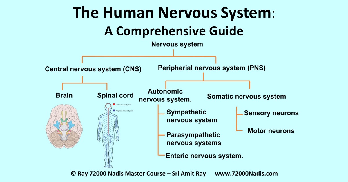 The Human Nervous System